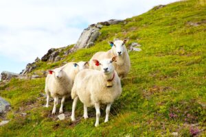 Flock of Lofoten sheep