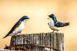 Tree swallows chirping on a fence post