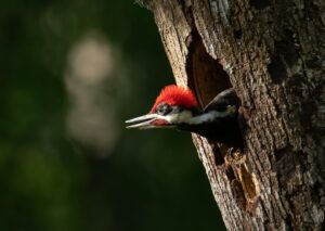 Pileated Woodpecker Portrait