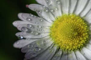 Raindrops on the petals of a daisy