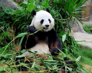Giant panda eating bamboo